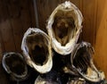 Drying cod fish in winter. Reine fishing village, Lofoten islands. Royalty Free Stock Photo