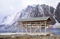 Wooden racks on the foreshore for drying cod fish in winter. Reine fishing village, Lofoten islands. Royalty Free Stock Photo