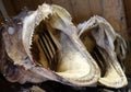 Drying cod fish in winter. Reine fishing village, Lofoten islands. Royalty Free Stock Photo