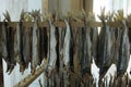 Stockfish is unsalted fish, especially cod, dried by cold air and wind on wooden racks