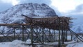 Stockfish heads hanging on racks on Selfjord in Lofoten in Norway in winter Royalty Free Stock Photo