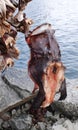Sea-devil or Monkfish dried as stockfish on Sakrisoy in the Lofoten in Norway Royalty Free Stock Photo