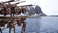 Stockfish heads and Sea-devil fish hanging on racks on Sakrisoy in the Lofoten in Norway Royalty Free Stock Photo