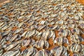 Stockfished drying on a coco mat Royalty Free Stock Photo