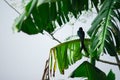 The black Bird siting on banana tree