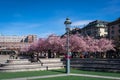 Stockholm, Kungstradgarden/ Sweden - 04. 27. 2021: Famous landmark. Sakura blossom in the central park of Stockholm. Lots of Royalty Free Stock Photo