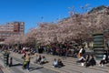 STOCKHOLM, SWEDEN - APRIL 28, 2019: Families sitting on the stairs in Kungstradgarden. Blossoming Japanese pink cherry trees in