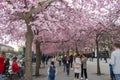 Cherry blossom in bloom in Kungstradgarden, Stockholm, Sweden. Royalty Free Stock Photo