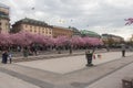 Cherry blossom in bloom in Kungstradgarden, Stockholm, Sweden. Royalty Free Stock Photo