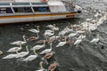 Stockholm, Sweden- February 2020: city water birds