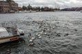 Stockholm, Sweden- February 2020: swan family