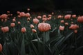StockImage Close up of blooming flowerbeds on dark moody floral background
