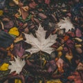 StockImage Close up of fallen autumn leaves creates textured ground composition Royalty Free Stock Photo