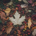 StockImage Close up of fallen autumn leaves creates textured ground composition Royalty Free Stock Photo