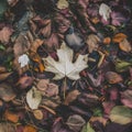StockImage Close up of fallen autumn leaves creates textured ground composition Royalty Free Stock Photo