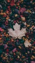 StockImage Close up of fallen autumn leaves creates textured ground composition