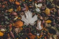 StockImage Close up of fallen autumn leaves creates textured ground composition Royalty Free Stock Photo