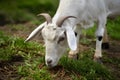 StockImage Close up portrait captures cute goat grazing outdoors