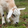 StockImage Close up portrait captures cute goat grazing outdoors