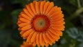 StockImage Close up shot highlights bright vibrant orange gerber daisy bloom