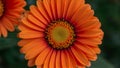 StockImage Close up shot highlights bright vibrant orange gerber daisy bloom