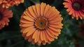 StockImage Close up shot highlights bright vibrant orange gerber daisy bloom