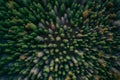 StockImage Top down view captures diverse forest landscape with mixed trees