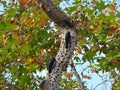 Stocking up, wildlife, birds, acorn woodpeckers