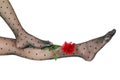 Stockings with rose Royalty Free Stock Photo