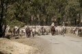 Stockmen or cowboys moving a herd of beef cattle.