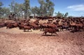 Stockmen on horseback mustering cattle