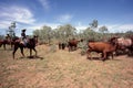 Stockmen on horseback mustering cattle