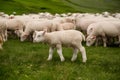 StockPhoto Adorable lamb grazes among flock in picturesque green meadow