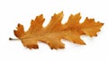 stockphoto, autumn oak leaf isolated on transparent isolated on a white background. Nature during autumn Royalty Free Stock Photo