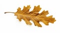 stockphoto, autumn oak leaf isolated on transparent isolated on a white background. Nature during autumn. Royalty Free Stock Photo