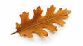 stockphoto, autumn oak leaf isolated on transparent isolated on a white background. Nature during autumn Royalty Free Stock Photo