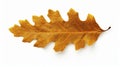 stockphoto, autumn oak leaf isolated on transparent isolated on a white background. Nature during autumn. Royalty Free Stock Photo