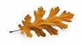 stockphoto, autumn oak leaf isolated on transparent isolated on a white background. Nature during autumn. Royalty Free Stock Photo