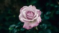 StockPhoto Close up of delicate single purple rose against dark background, beautiful Royalty Free Stock Photo