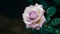 StockPhoto Close up of delicate single purple rose against dark background, beautiful Royalty Free Stock Photo