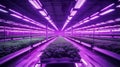 stockphoto, copy space, controlled environment agriculture, interior of a big greenhouse with growing salad