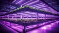 stockphoto, copy space, controlled environment agriculture, interior of a big greenhouse with growing salad