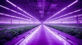 stockphoto, copy space, controlled environment agriculture, interior of a big greenhouse with growing salad