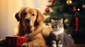 stockphoto, copy space, Cute dog and cat together near christmas tree and gifts. Beautiful background for Christmas card