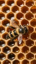 StockPhoto Detailed close up of bee sting on honey, highlighting natural intricacies