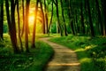 StockPhoto Footpath meandering through lush forest, dappled with golden light