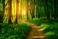 StockPhoto Footpath meandering through lush forest, dappled with golden light