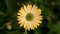 StockPhoto Yellow daisy flower with green center isolated on white Royalty Free Stock Photo