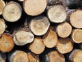 A Stockpile of Fresh Cut Logs Royalty Free Stock Photo