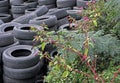 A Stockpile of Used Tires with Plants. Royalty Free Stock Photo